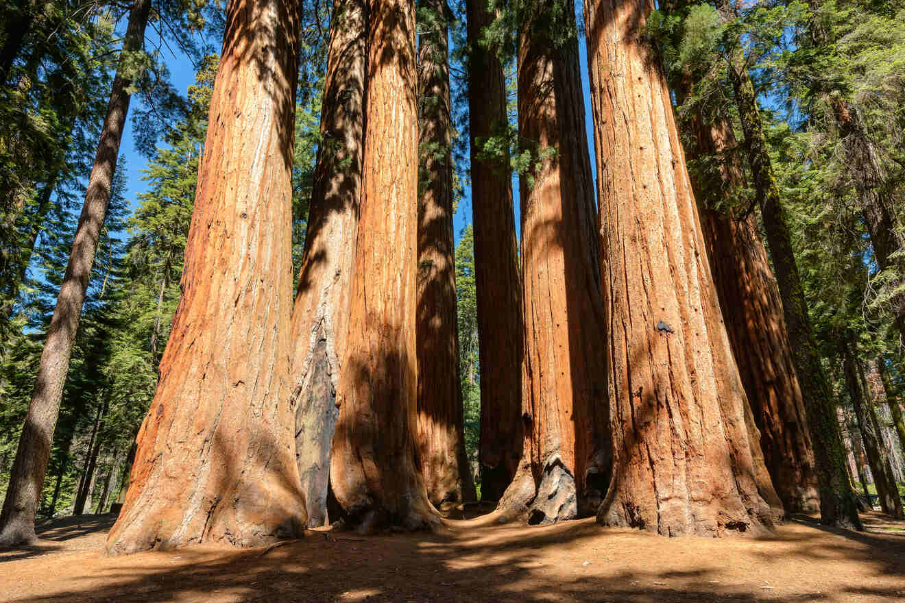 a large sequoia trees in a forest
